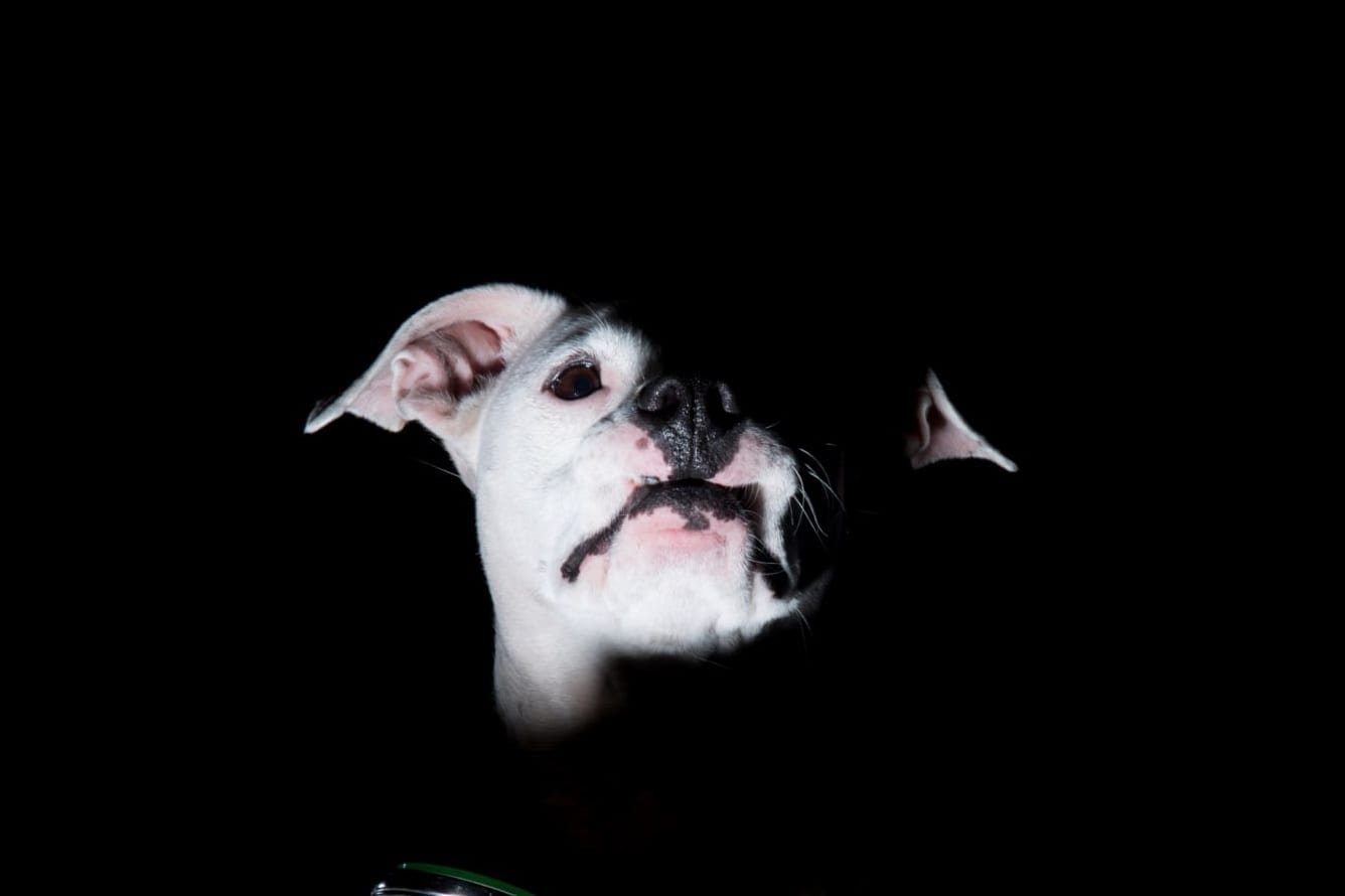 Is It Okay To Have Sex In Front Of Your Dog?