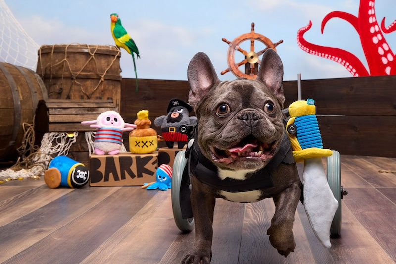September 2024 BarkBox & Super Chewer Theme Reveal: Sniffin' Booty: A Pirate's Tail