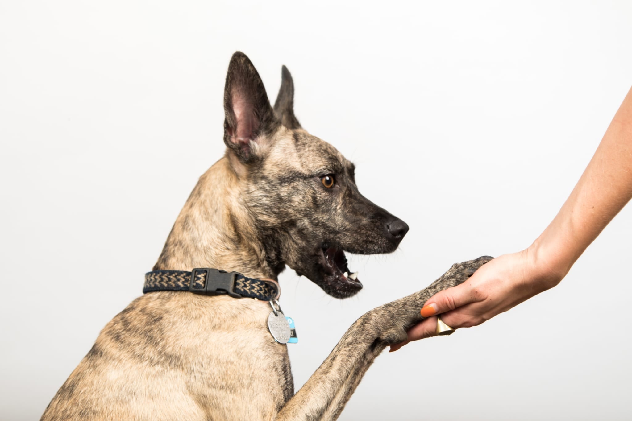 How Are Military Dogs Trained?