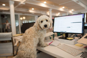 BarkBox Launches Twitter’s First Dog Bot