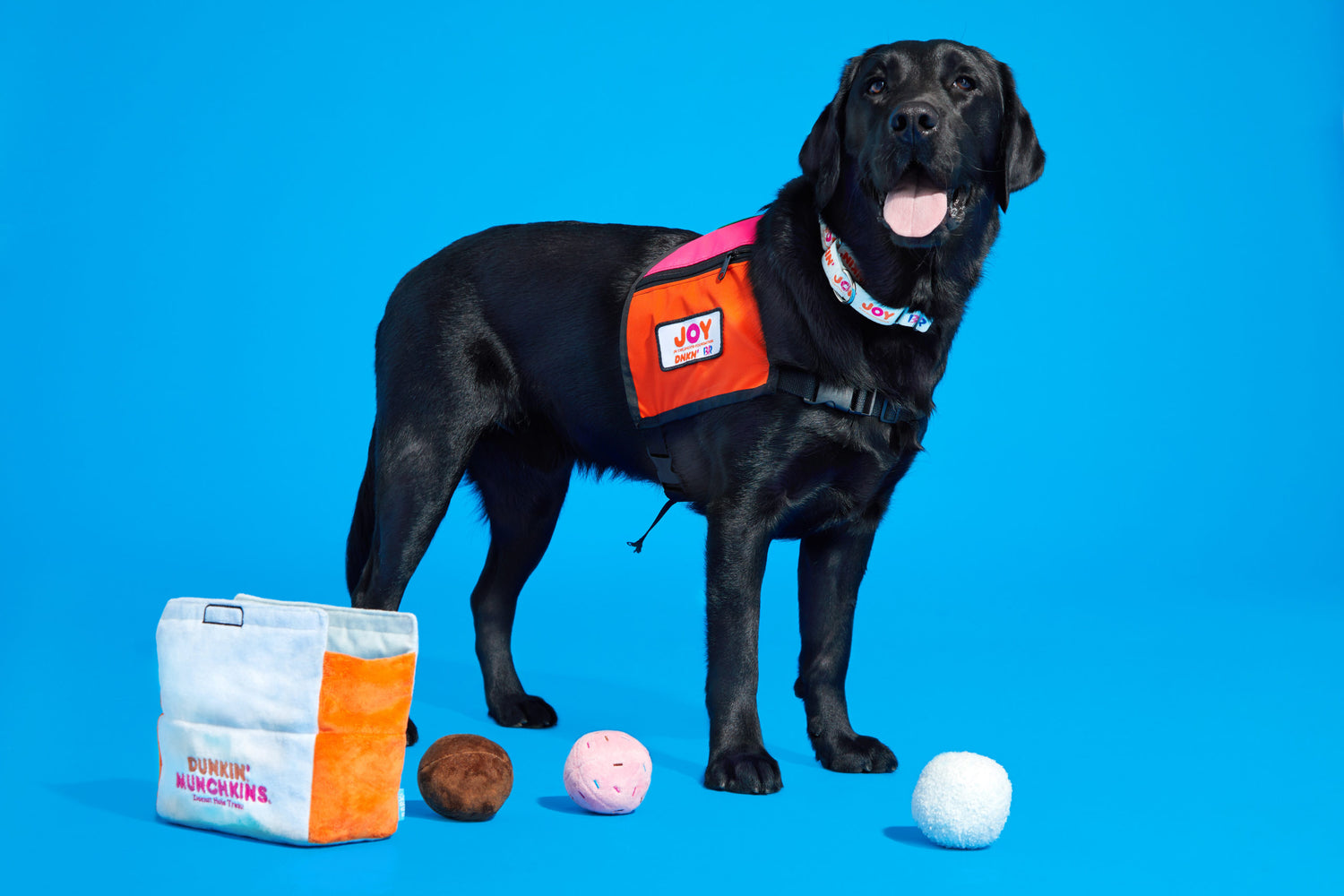 black lab with dunkin dog toys