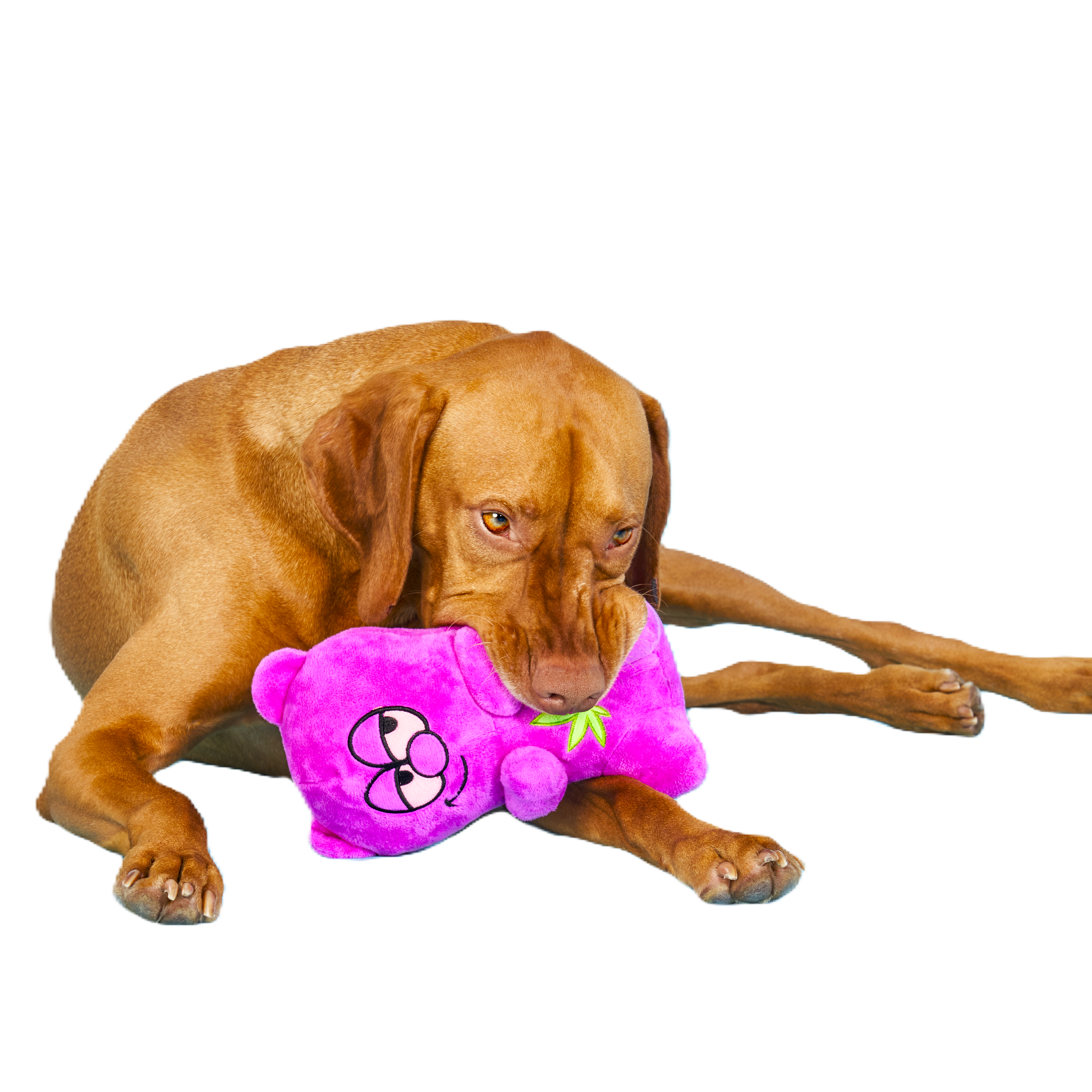 big brown dog with purple bear toy
