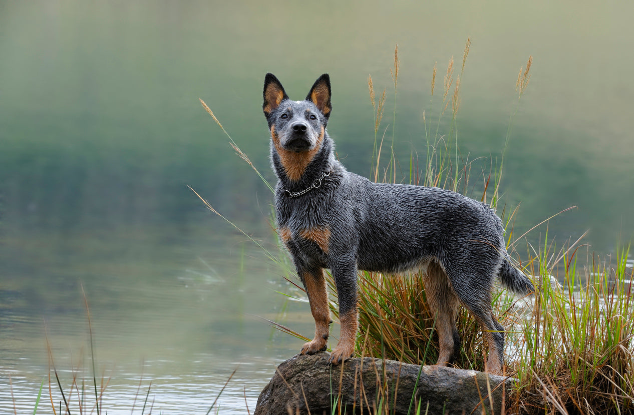Australian Cattle Dog (Blue Heeler) Breed Information Guide: Photos, Traits, & Care