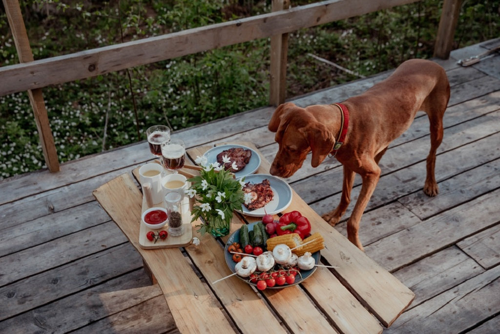 Healthy human online food for dogs