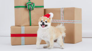 New BarkBox Study Finds That Humans Lean On Their Pups to Get Through the Holidays