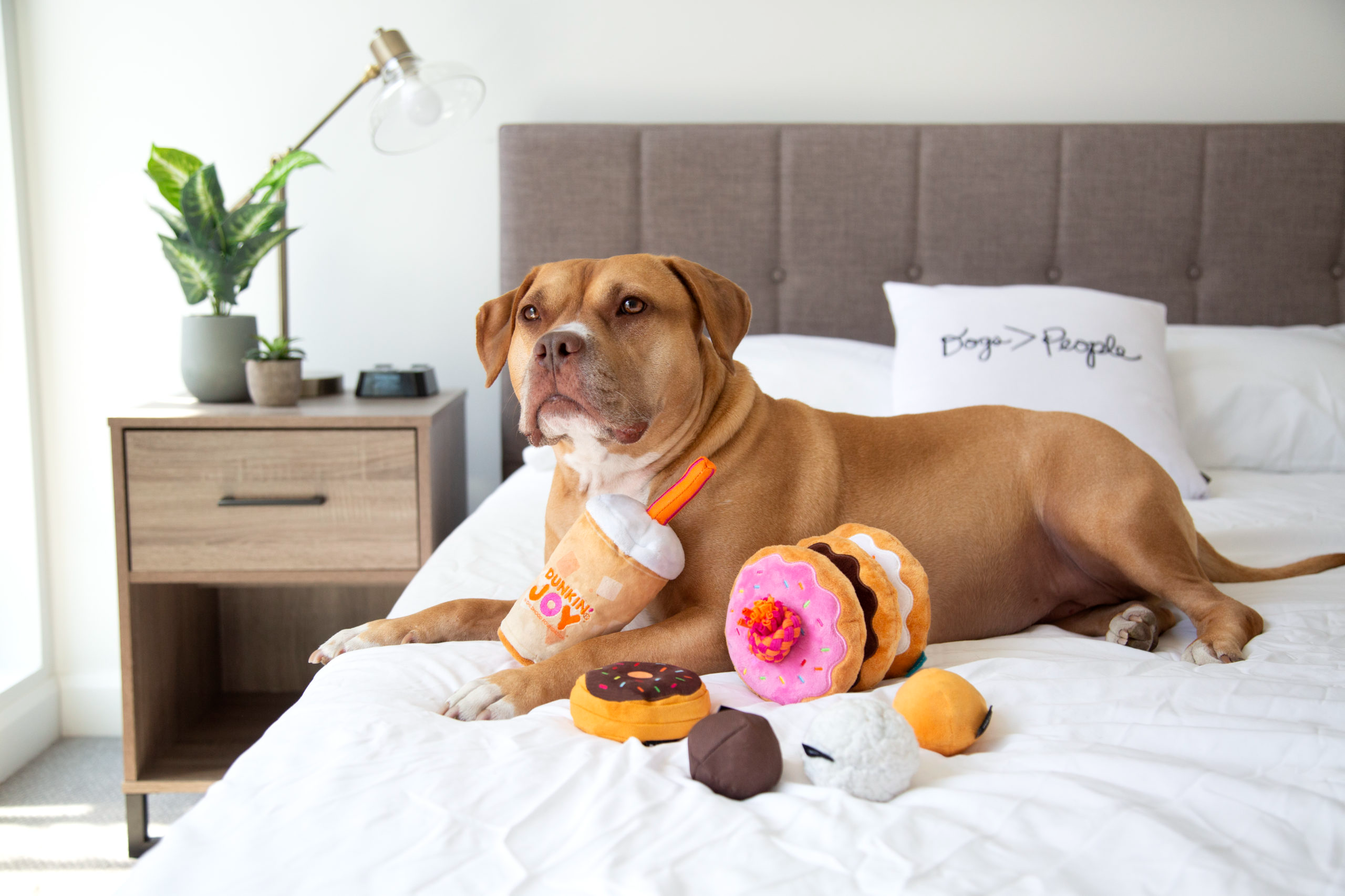 BARK and Dunkin’® Partner to Bring Joy This Holiday Season With Dog Toys That Give Back