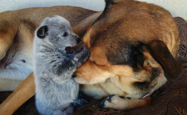 What Is It About Puppies That Turns Your Dog Into A Grumpy Bully?