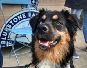 dog by bluesonte lane