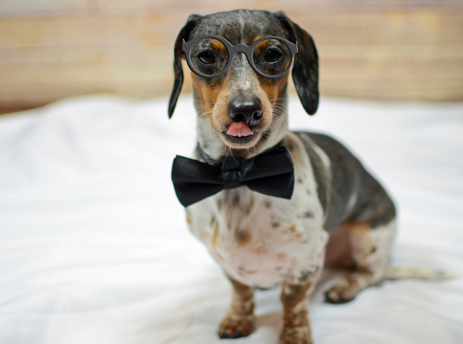 100 Human Names That Make Great Dog Names