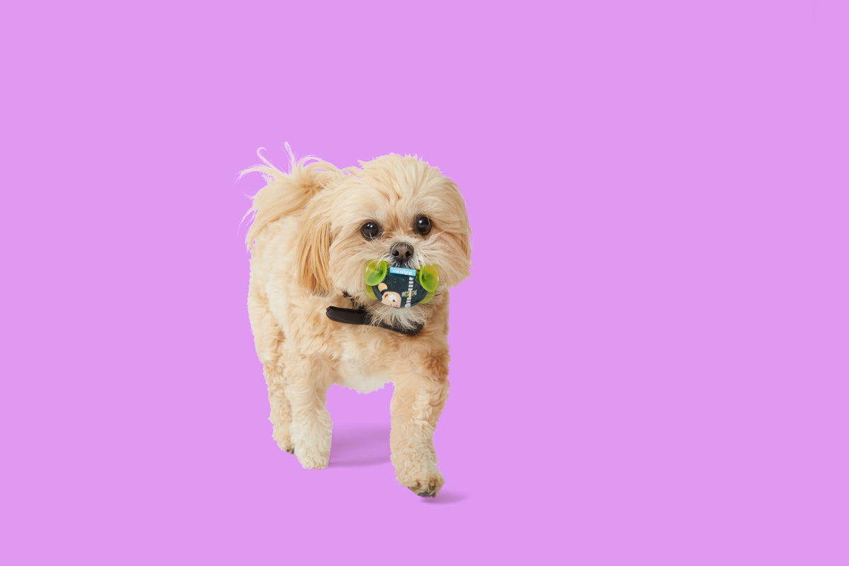 little dog on violet background