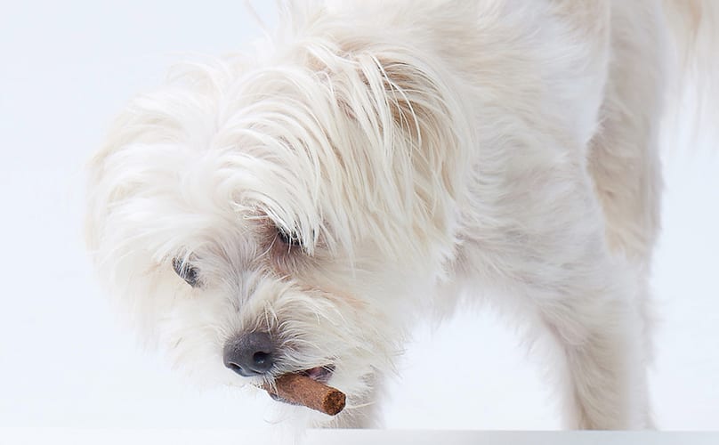 Can Dog Treats Make A Dog Sick?