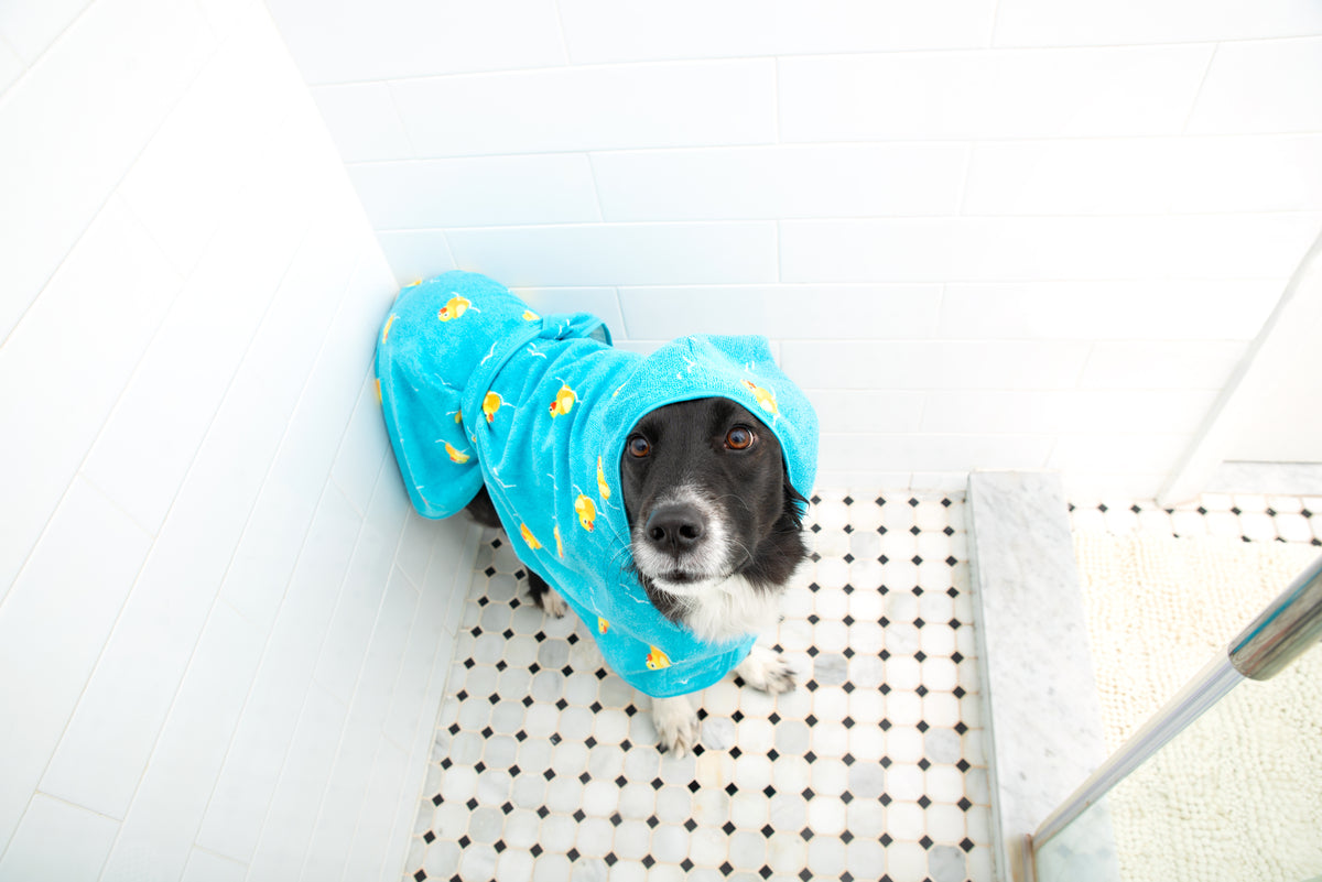 dog in a bathrobe