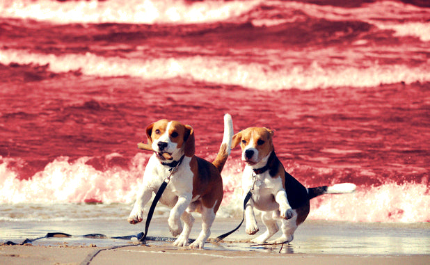 14 Dog Breeds Most Likely To Survive The Apocalypse