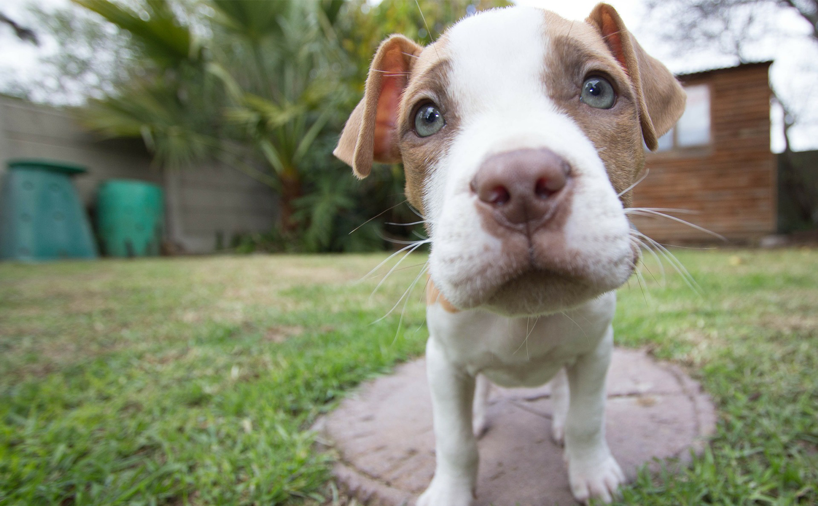 America’s Dog to Public Enemy #1—A History on Pit Bulls, And Why They’re Making Such A Comeback