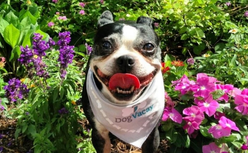 Is Your Dogs' Food Causing Them To Act Hyper? (You Know, More Than They Already Are)