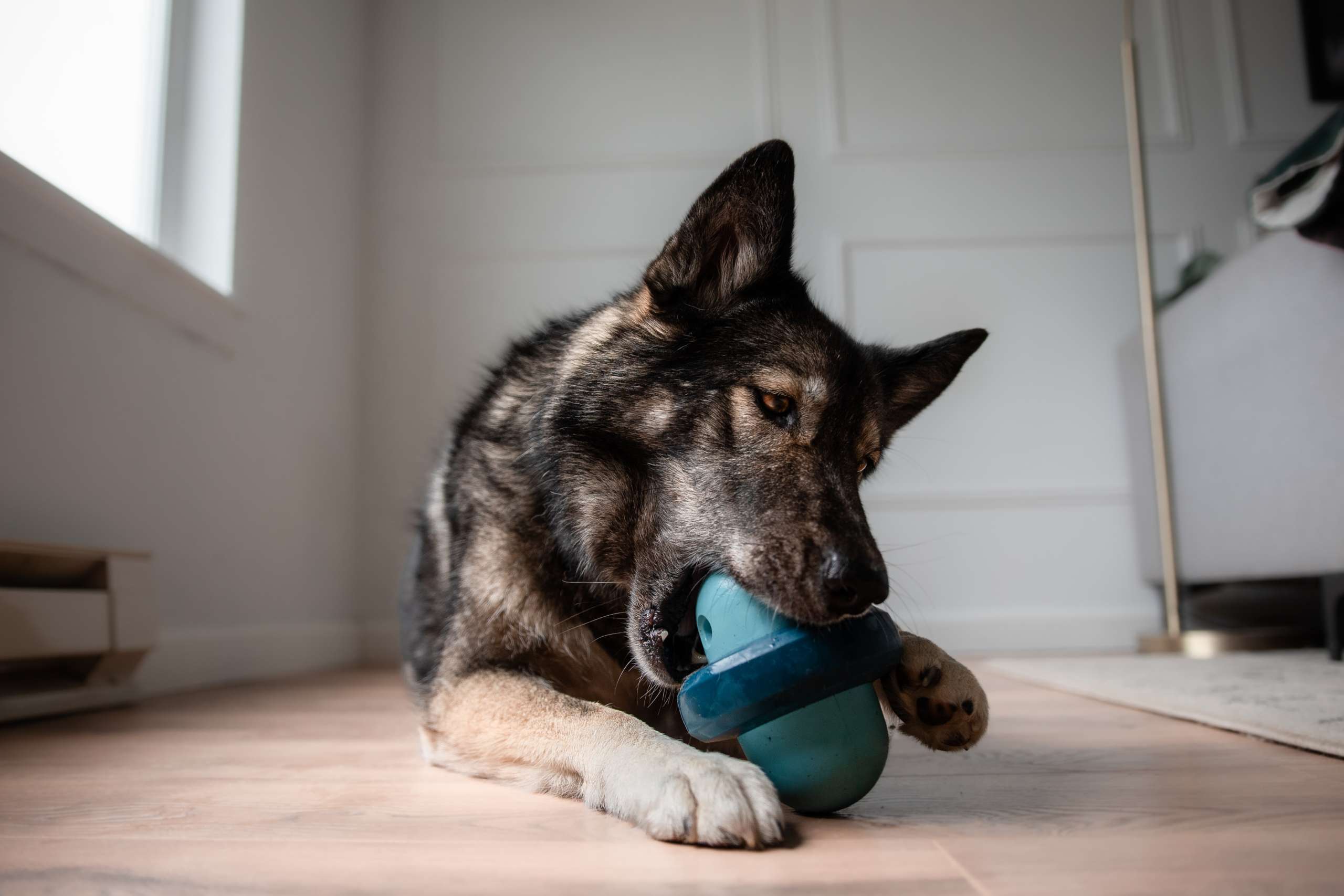 german shepherd gnawing on a treat dispensing dog toy