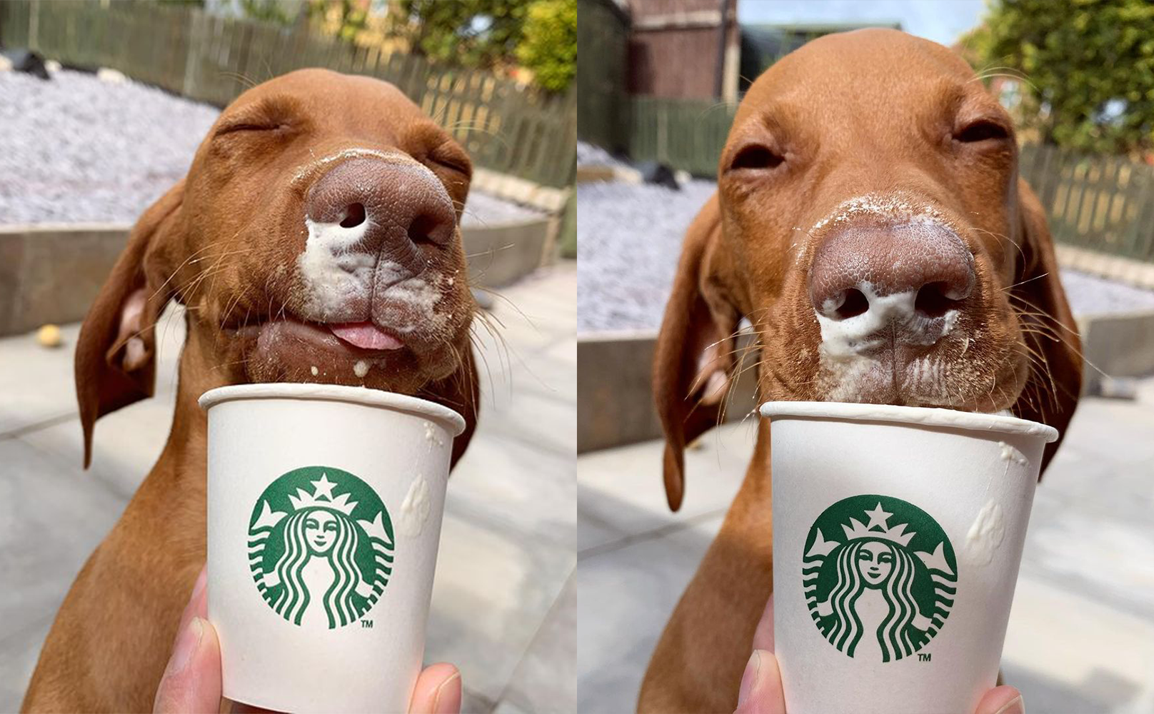 dog enjoying a starbucks puppuccino