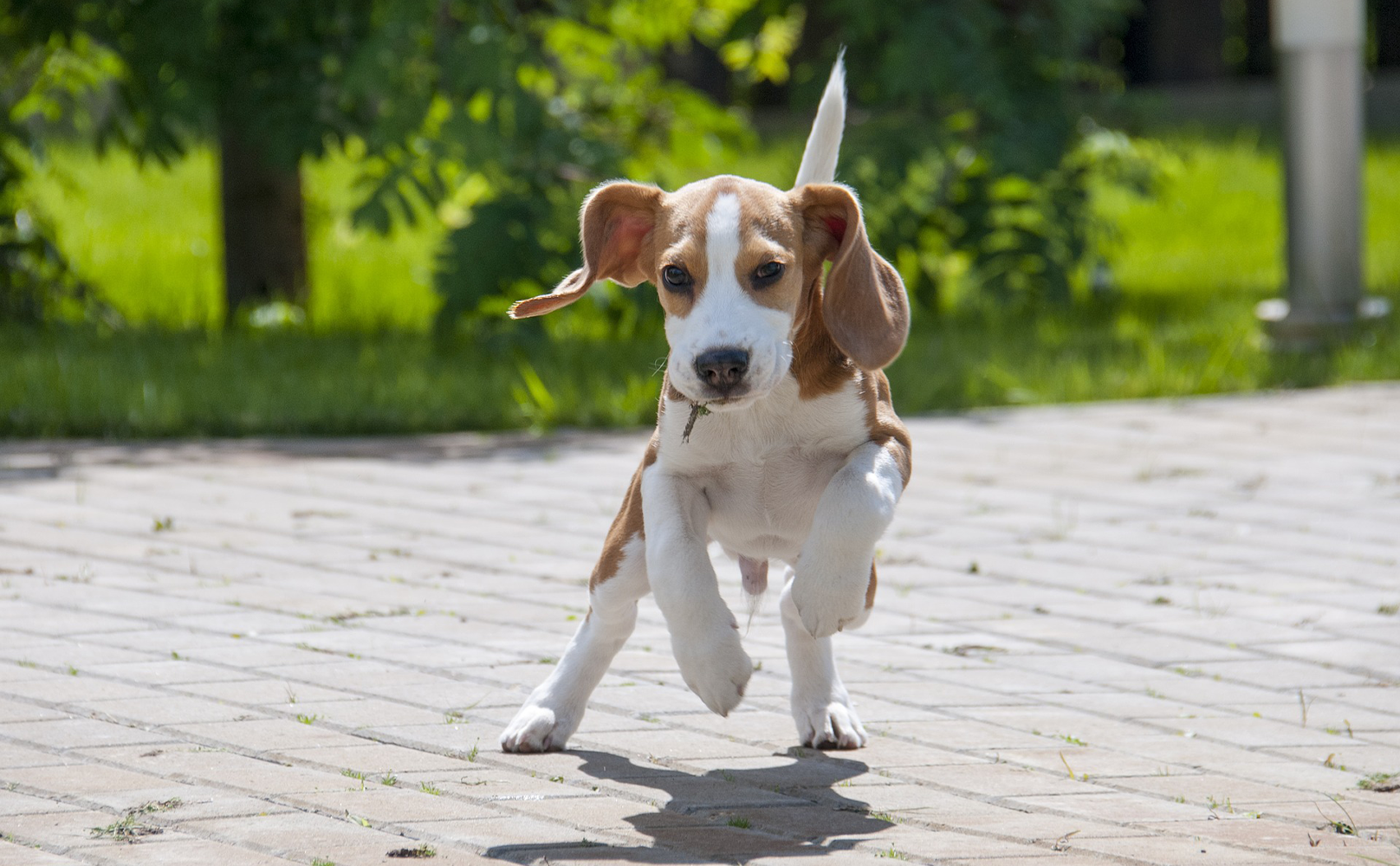 beagle dog