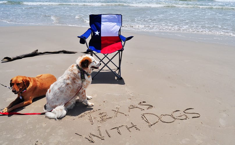 dog on a texas beach