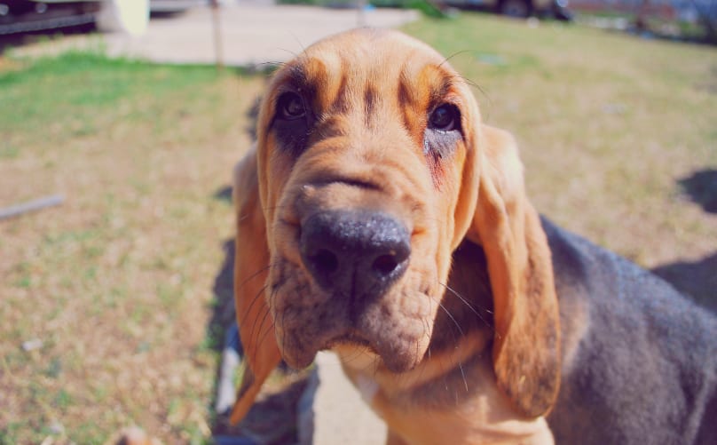 bloodhound