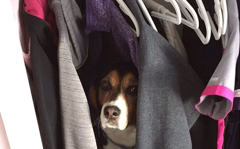dog hiding in clothes