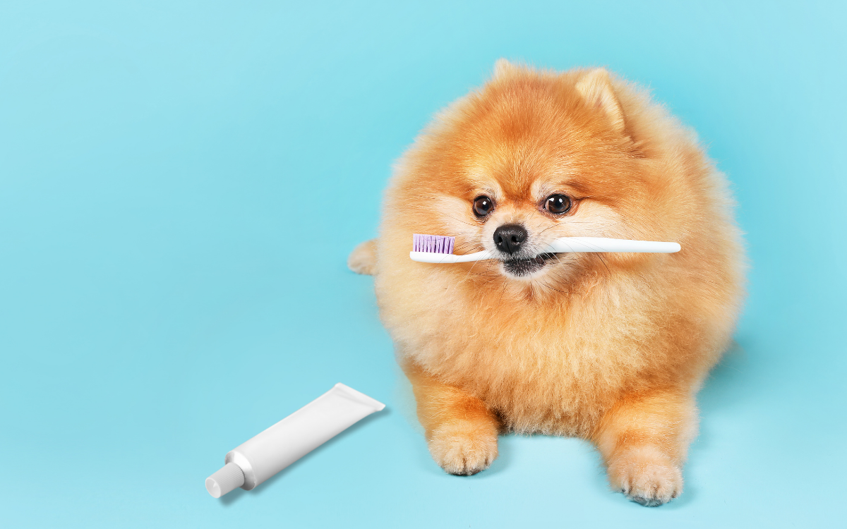 pomeranian with toothbrush in mouth next to toothpaste