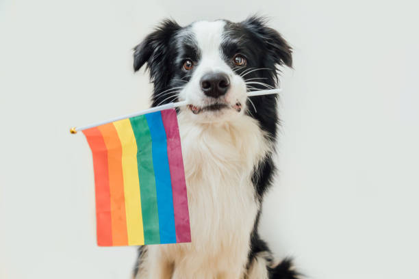 dog with rainbow flag