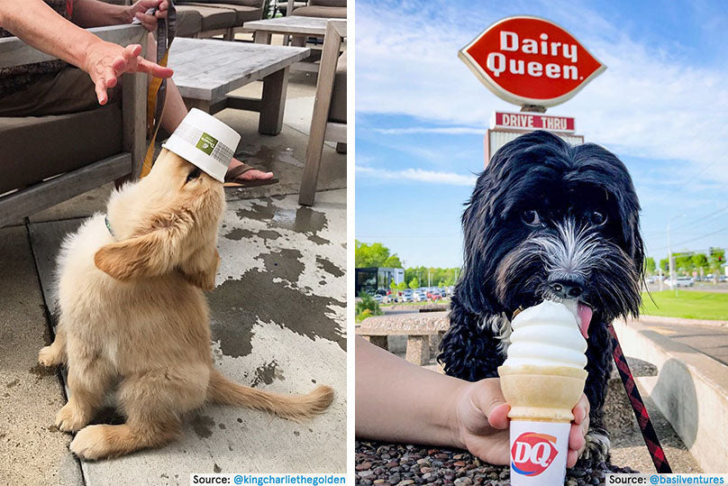 national food chains dog