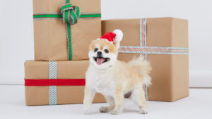 dog next to xmas presents