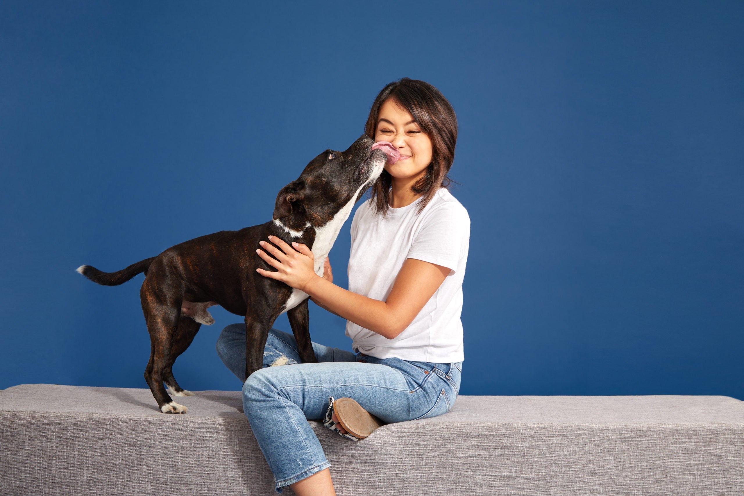 staffy kissing human