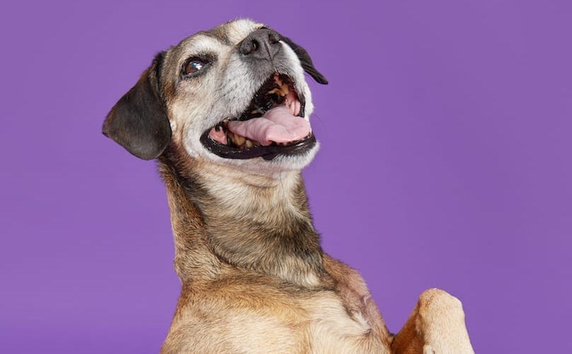 dog on purple background