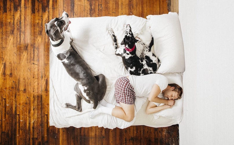 dogs on a bed