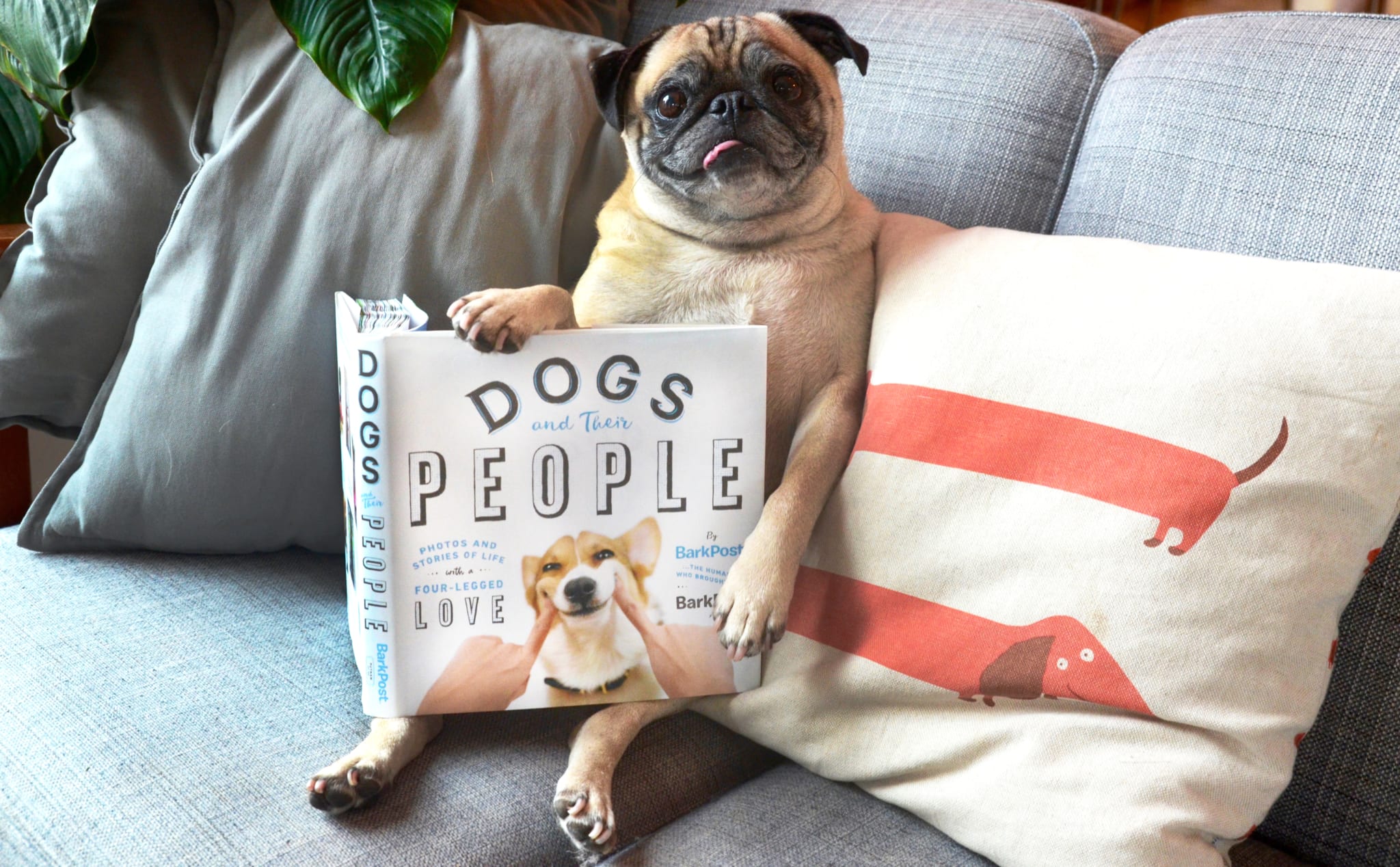 What Dog Breeds Are Good For Apartments?