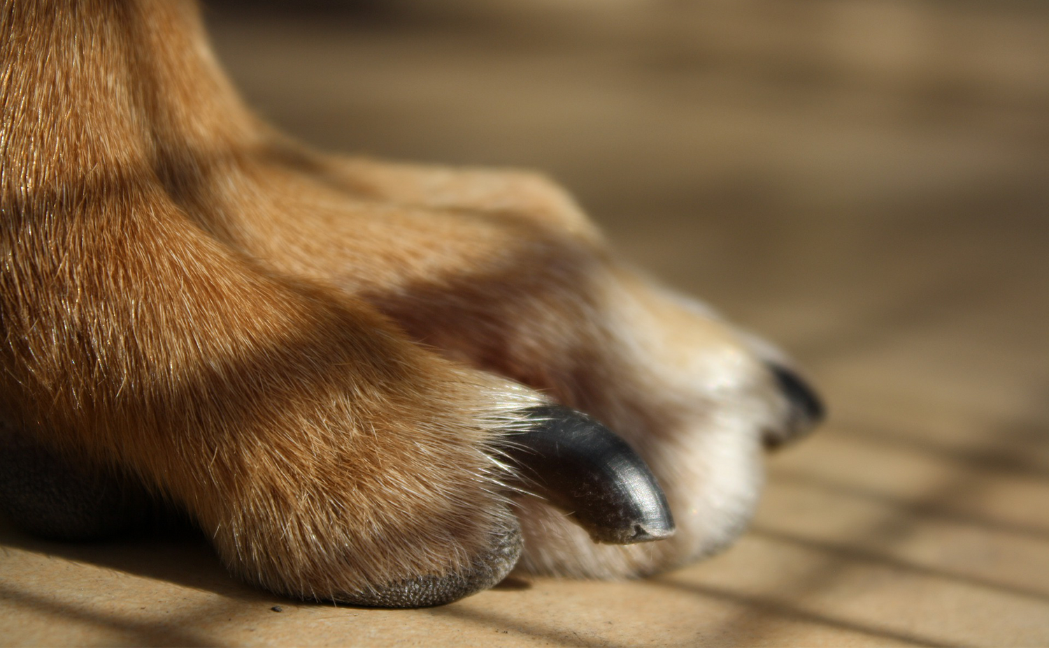 What To Do If You Trim Your Dog's Nails A Little Too Short