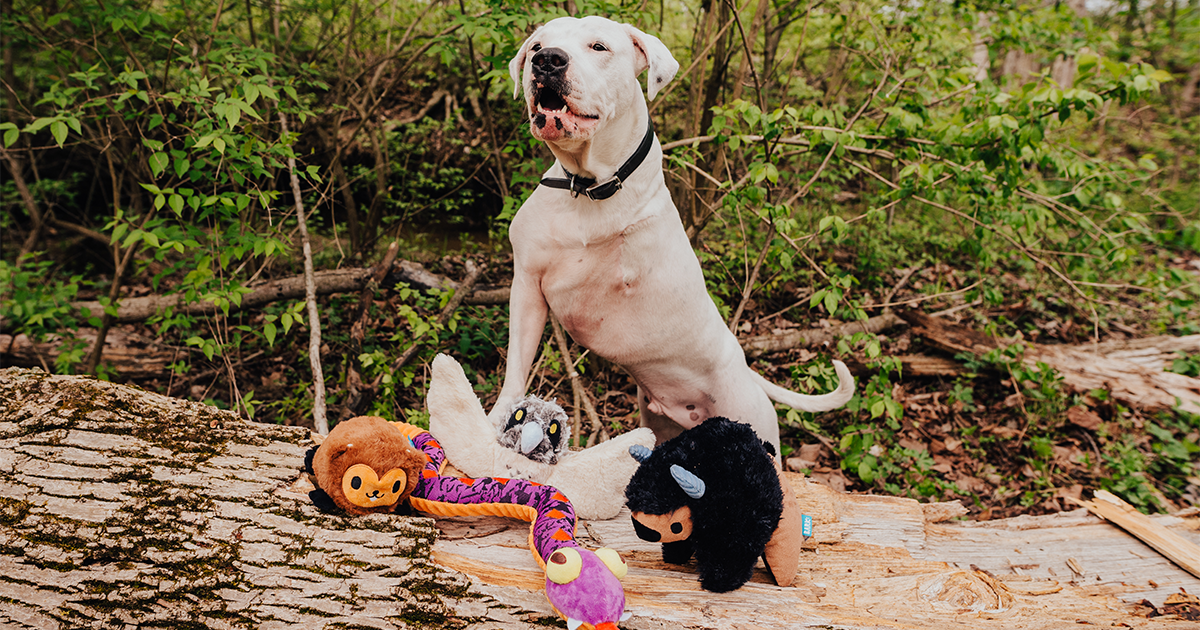 Bring The Wilderness To Your Dog's Backyard With The BARK National Park Foundation Collection At REI