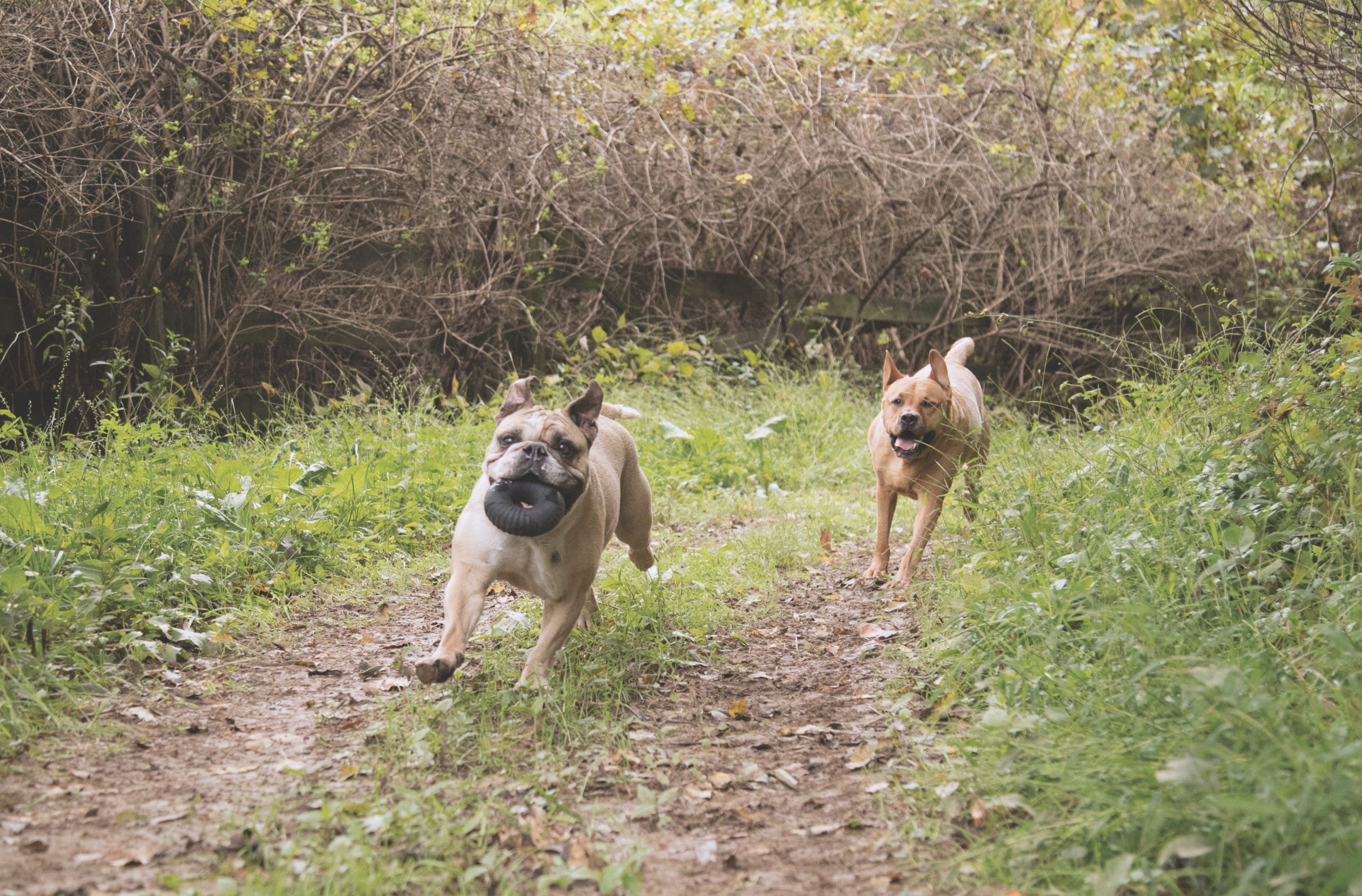 Veterans Advantage and BARK Create New Military Deal on Super Chewer