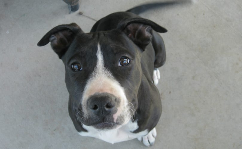 12 Dog Breeds That Are Nothing Like Their Harmful Stereotypes