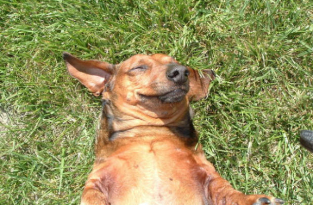 19 Dogs Who Are All About That Sunbathing Life