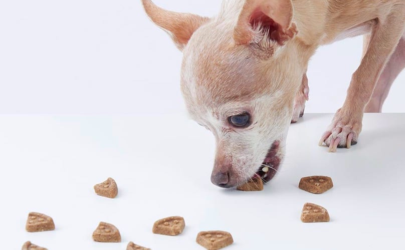 What Are The Best Treats For Dogs With No Teeth?