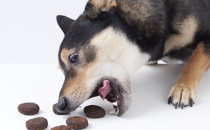 Can Dog Treats Expire?