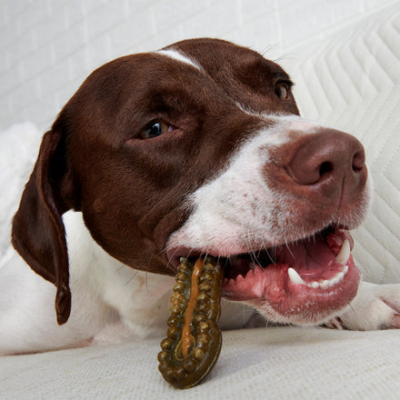 The Bright Durable Dental Kit Subscription