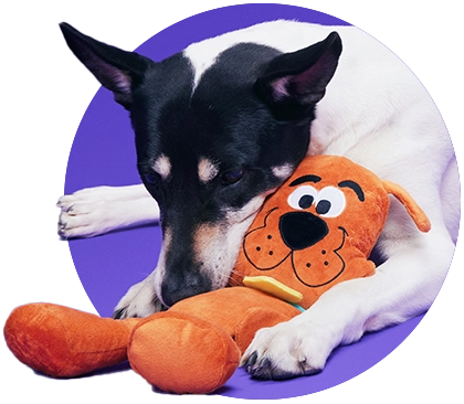 Box of dog treats and snacks labeled 'BARK.'