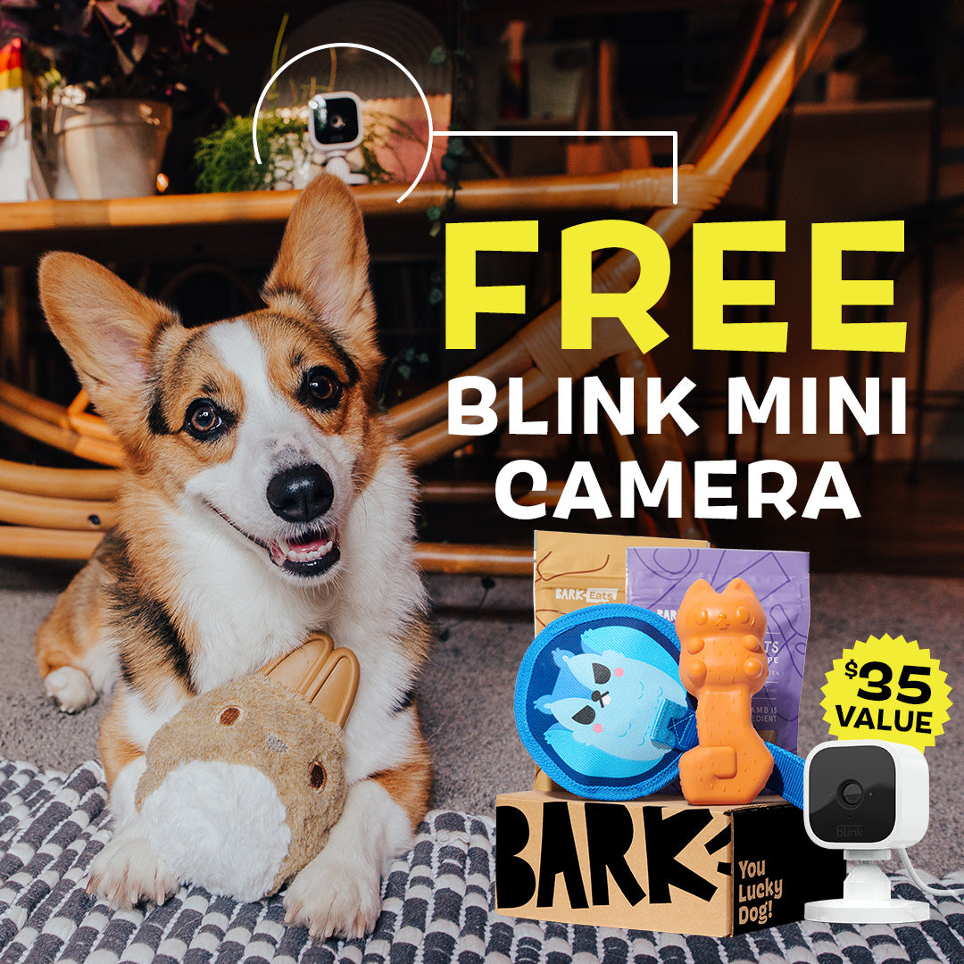 SuperChewer + Free Blink Camera: 6 Month Subscription