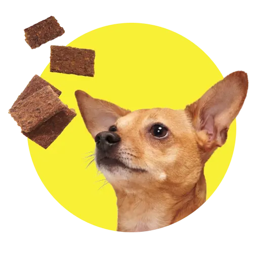 Box of dog treats and snacks labeled 'BARK.'