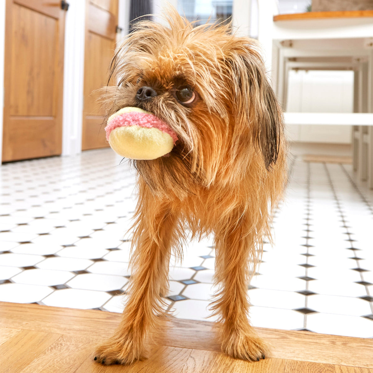 Wee Wee Macaroon Plush Multi-Part + Enrichment Dog Toy