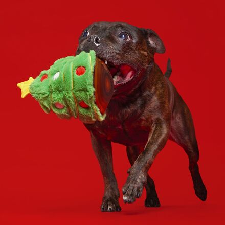 staffy playing with christmas tree dog toy