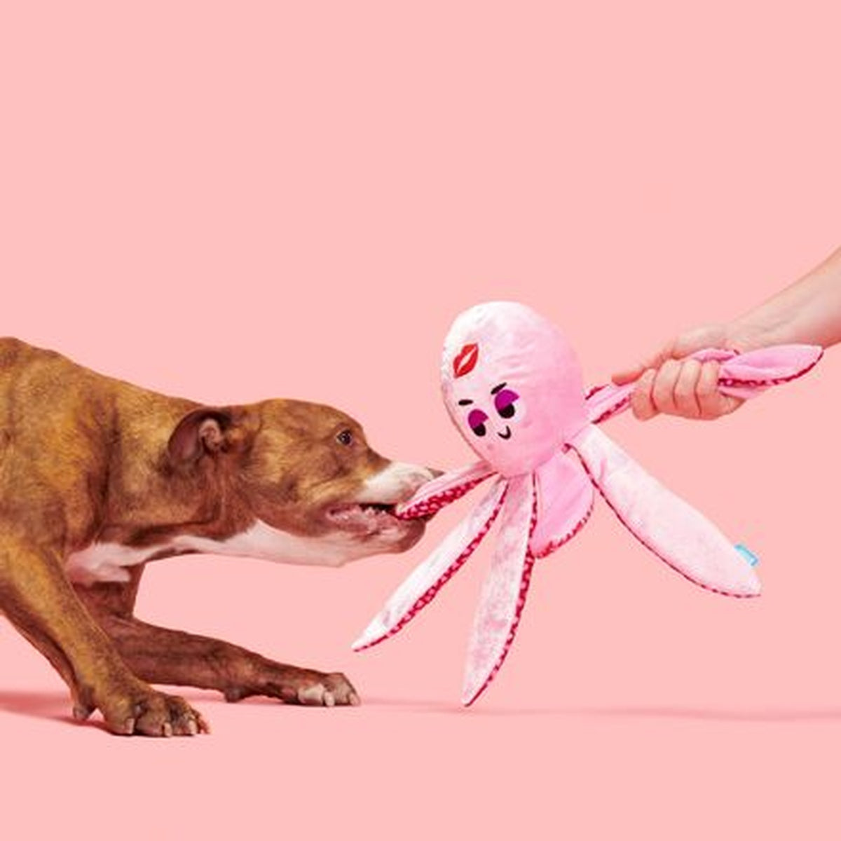 Ollie the Octopus Club