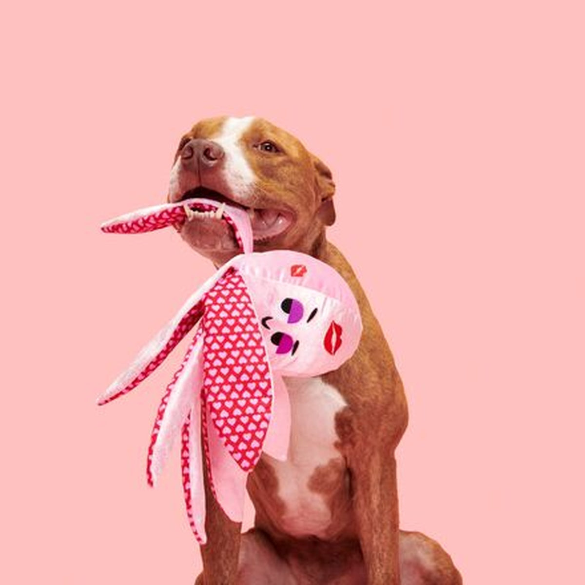 Ollie the Octopus Club