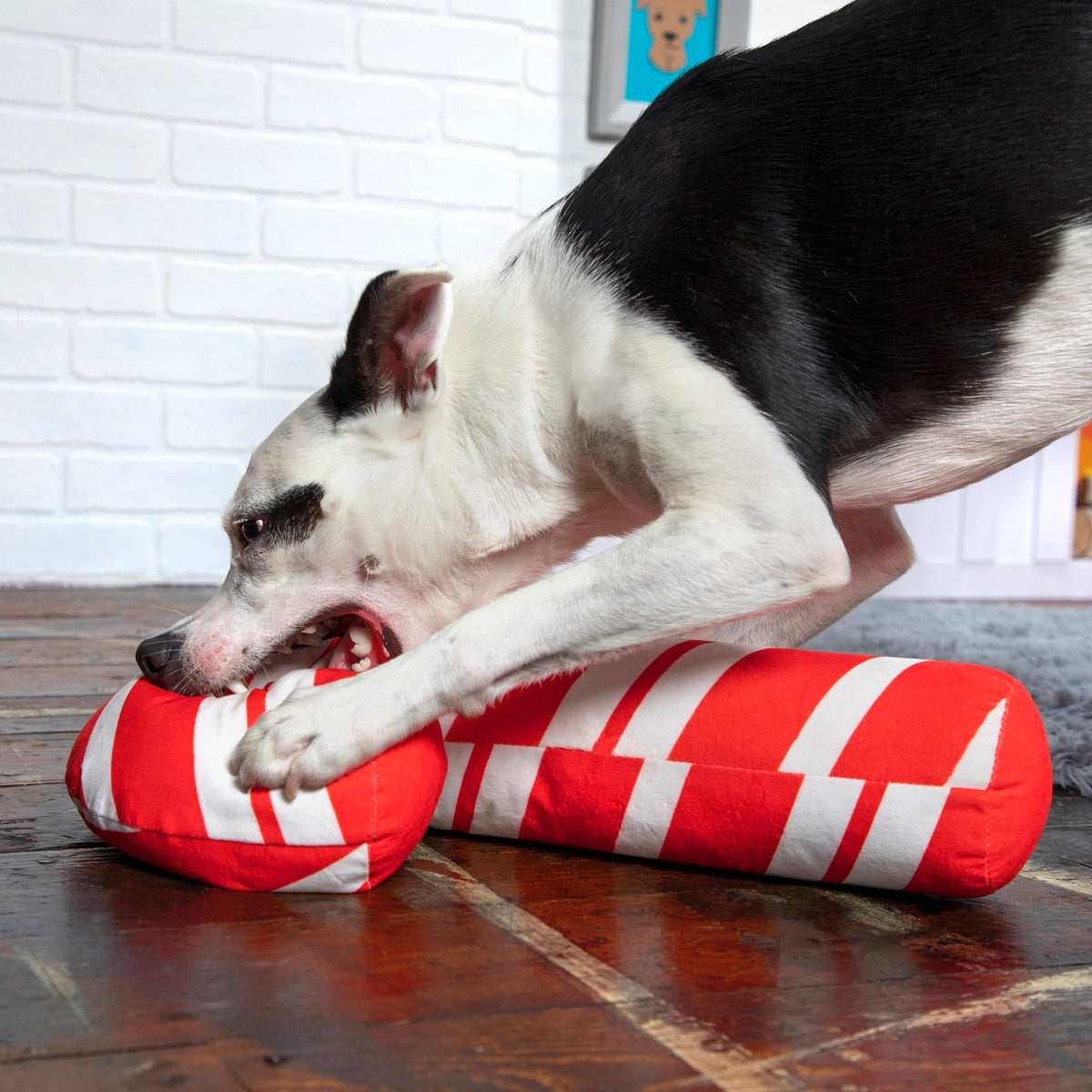 Grandy Cane Plush Extra-Large + Tug Dog Toy