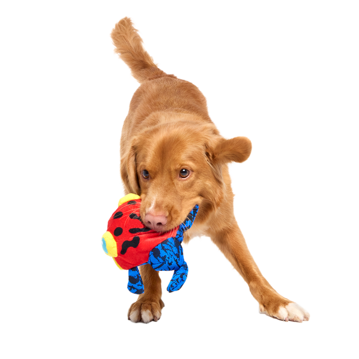Freckles the Frog Plush 2-in-1 + Fetch Dog Toy